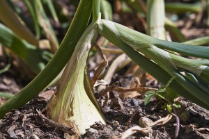 Garden Onions