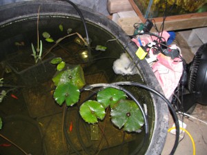 Temporary greenhouse heating return tank, with fish and young plants