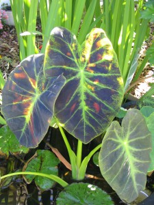 Elephant ear and other aquatic plants