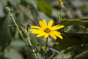 Sunchoke flower