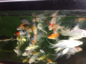 koi in a small aquarium