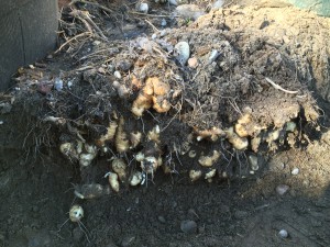 Digging sunchoke tubers