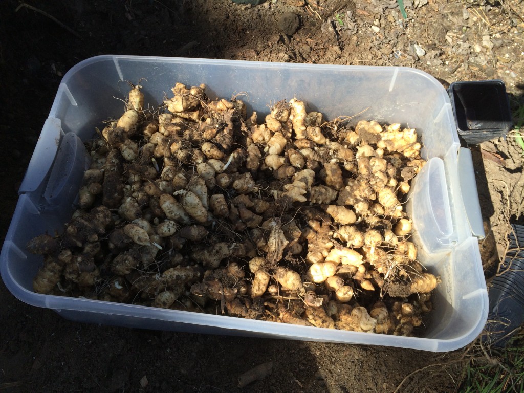 Sunchoke tubers