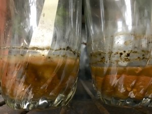 Fermenting tomato seeds, 12/2015